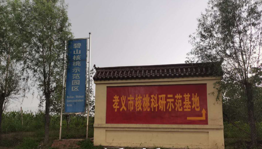 孝義農(nóng)產(chǎn)品大市場丨力爭讓孝義核桃插上翅膀，飛向全國！