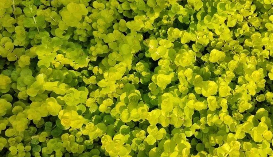 未來5年，農(nóng)業(yè)產(chǎn)業(yè)8大投資重點(diǎn)在哪里？